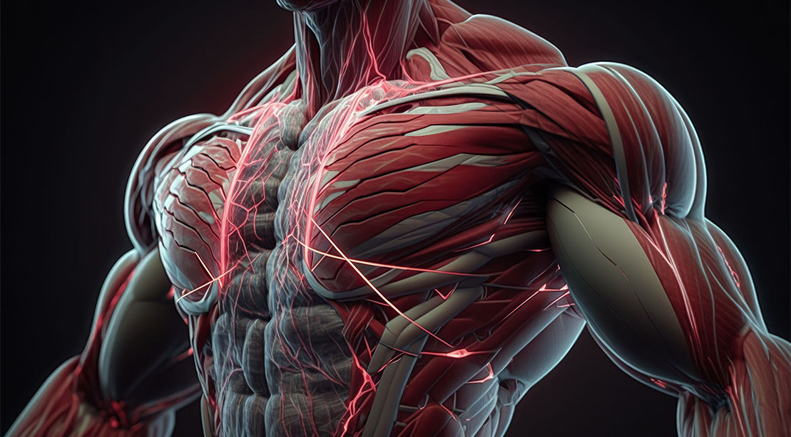 Human muscular fibers demonstrating the concept of musclespan in aging